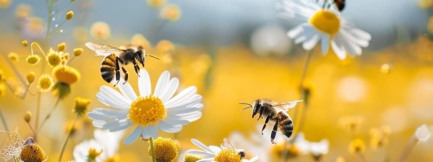 El Día de la Abeja: la pequeña especie que sostiene la vida en el planeta