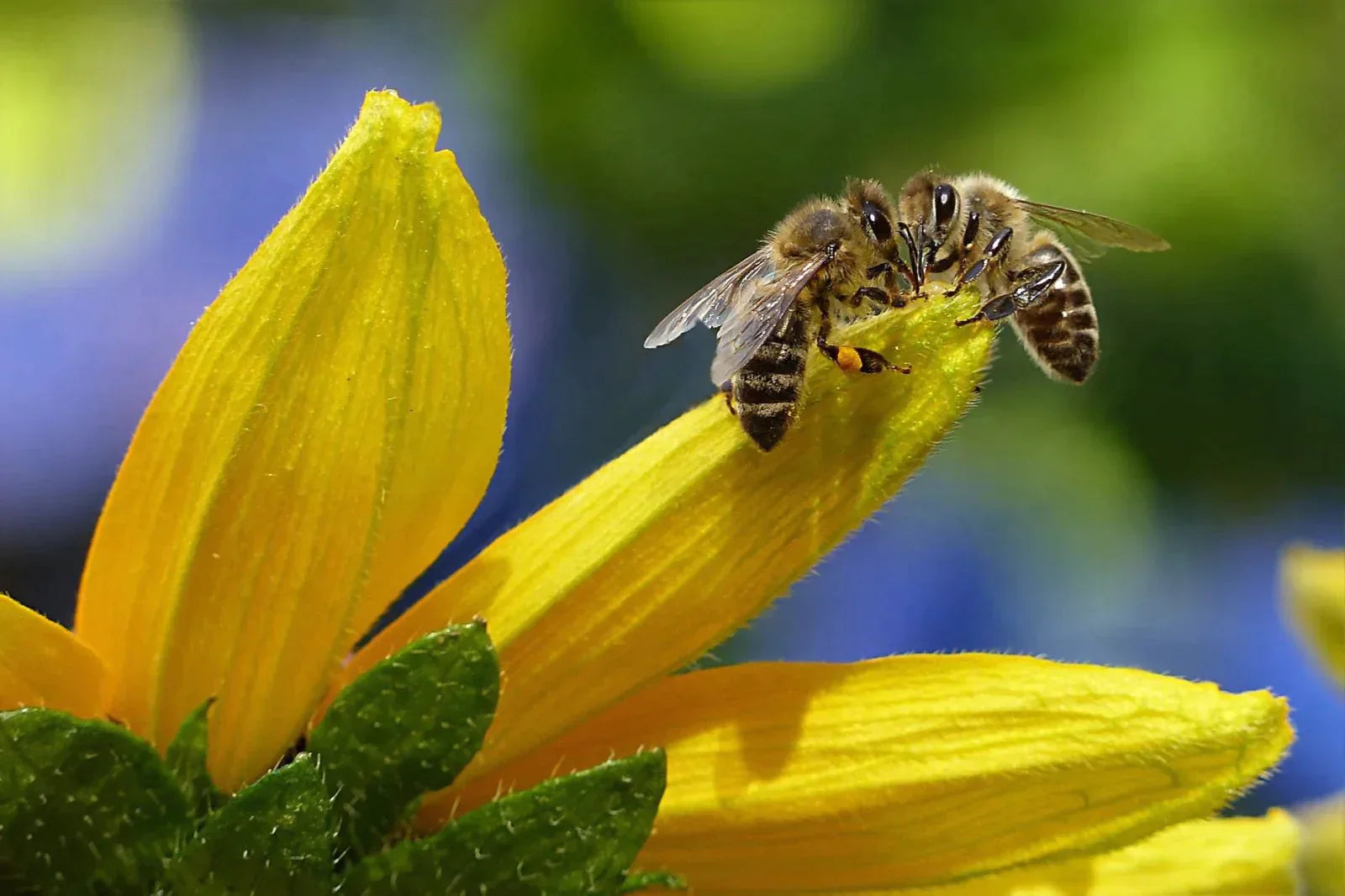 Datos maravillosos sobre las abejas 😍 Abeja Reyna
