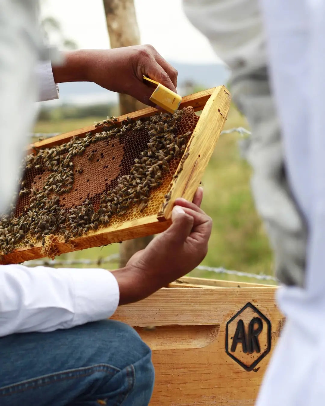 Día Mundial de las Abejas: Por Qué Celebrarlas Es Cuidarnos