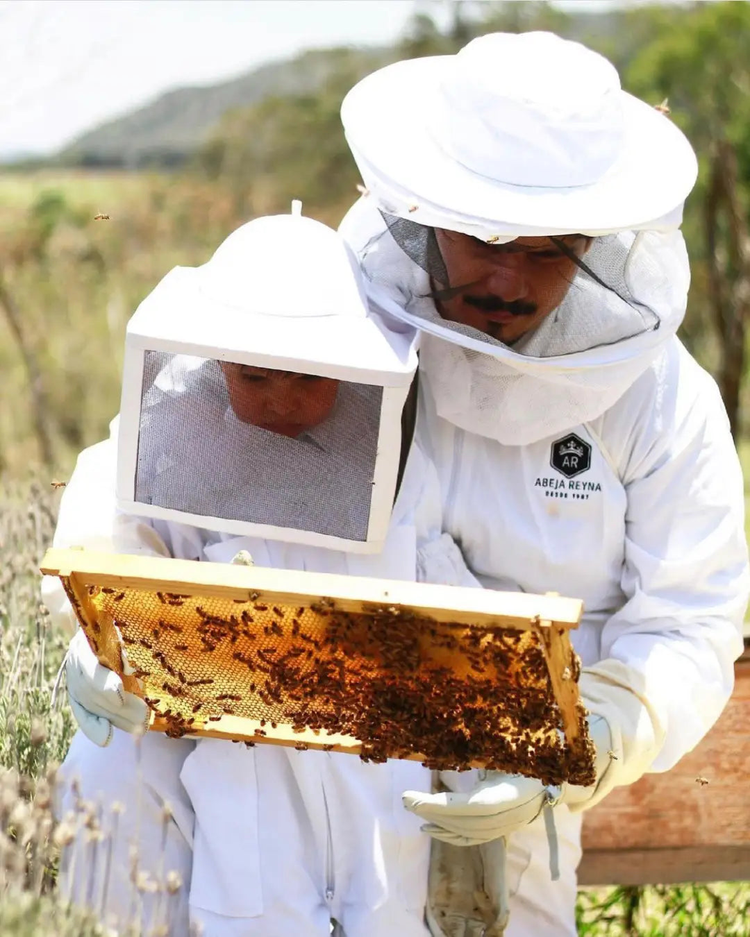 Día Mundial de las Abejas: Por Qué Celebrarlas Es Cuidarnos