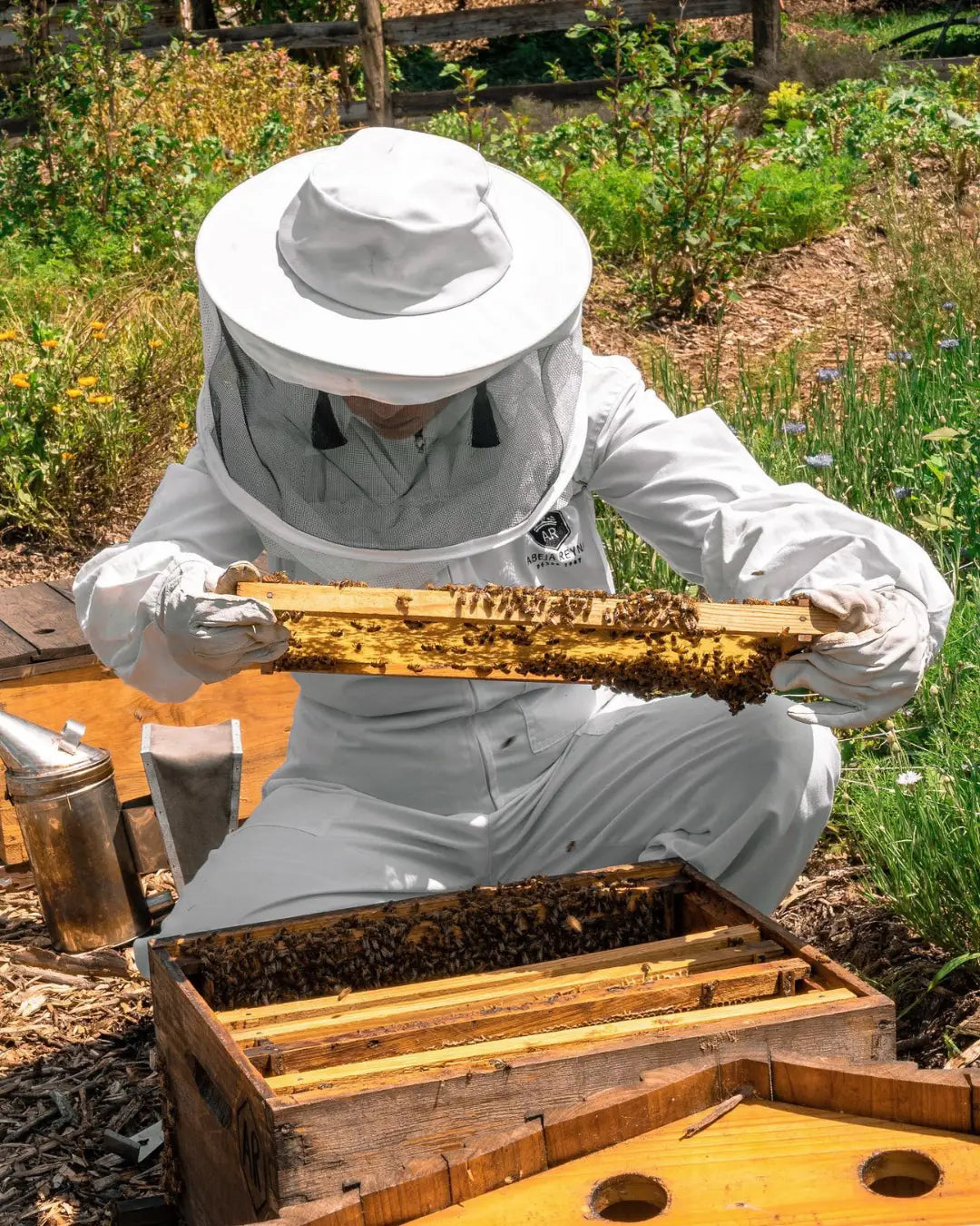 Abeja Reyna: Una historia de dulzura trabajo y futuro