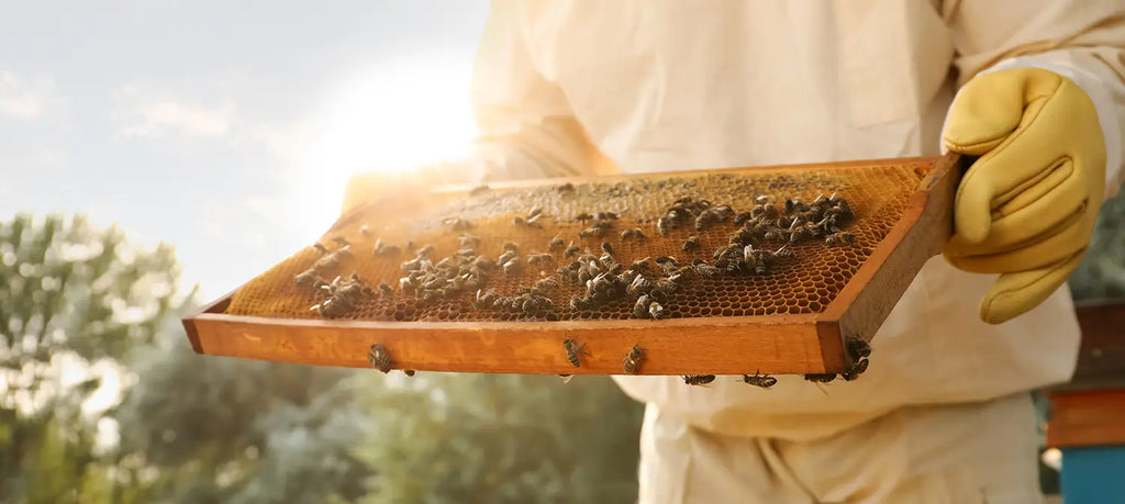 Abeja Reyna la empresa